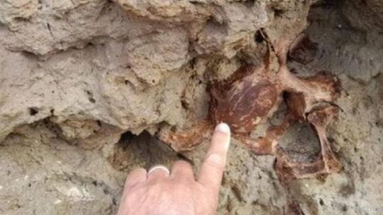 Sorpresa: encuentran restos fósiles de un milenario y gigantesco megaterio en las playas de Mar Chiquita