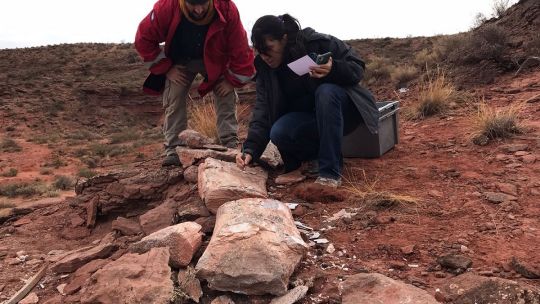 Descubrieron huesos provenientes de los dinosaurios más grande que habitaron en Neuquén 