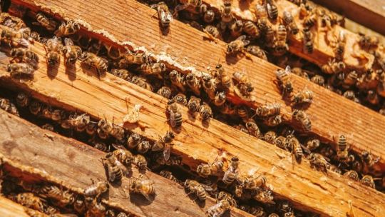 Increíble: por el cambio climático, las abejas están cada vez más estresadas