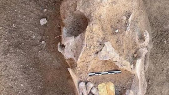 Sorpresa: descubren una gran cantidad de momias con lenguas de oro en Egipto