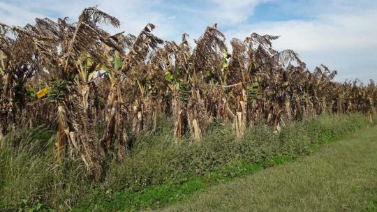 La angustia de los productores de banana que perdieron todo por la sequía