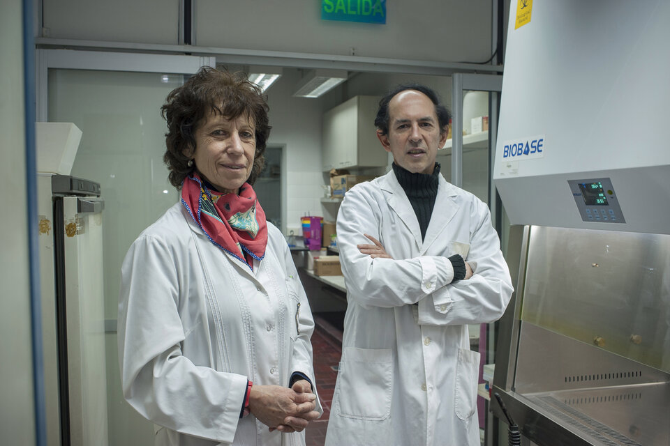 El trabajo de los investigadores médicos Laura Kornblihtt y Guillermo Blanco. En busca del talón de Aquiles de las células tumorales más agresivas
