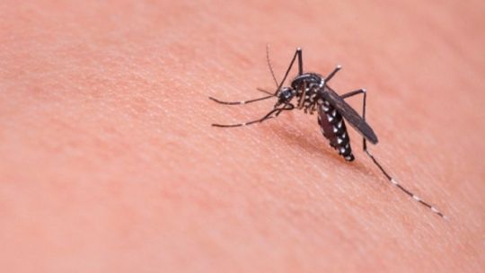 Brote de dengue: causas, síntomas y medidas preventivas
